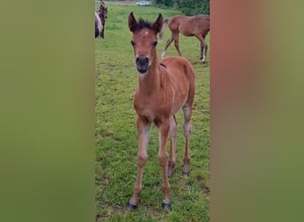Arabisches Partbred, Stute, 1 Jahr, 150 cm, Brauner