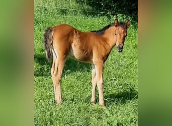 Arabisches Partbred, Stute, 1 Jahr, 150 cm, Brauner