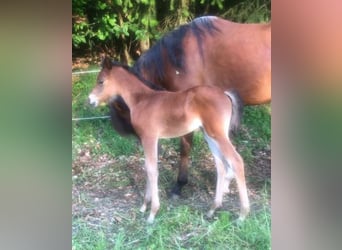 Arabisches Partbred, Stute, 1 Jahr, 150 cm, Brauner
