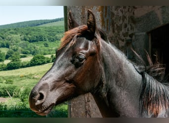 Arabisches Partbred Mix, Stute, 1 Jahr, 152 cm, Rappe