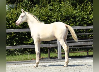 Arabisches Partbred, Stute, 1 Jahr, 155 cm, Perlino