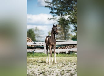 Arabisches Partbred, Stute, 1 Jahr, 155 cm, Tobiano-alle-Farben