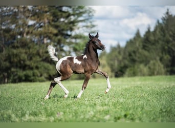 Arabisches Partbred, Stute, 1 Jahr, 155 cm, Tobiano-alle-Farben