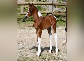 Arabisches Partbred, Stute, 1 Jahr, 155 cm, Tobiano-alle-Farben