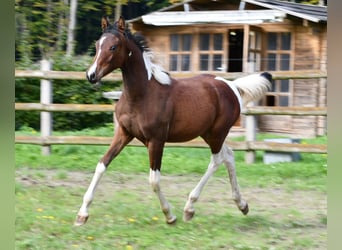 Arabisches Partbred, Stute, 1 Jahr, 155 cm, Tobiano-alle-Farben