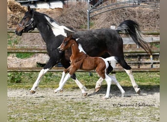Arabisches Partbred, Stute, 1 Jahr, 155 cm, Tobiano-alle-Farben