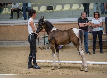 Arabisches Partbred, Stute, 1 Jahr, 155 cm