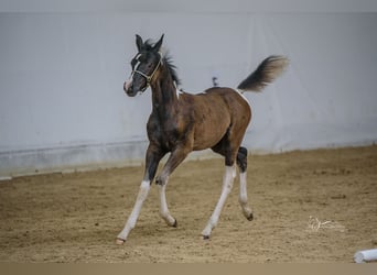 Arabisches Partbred, Stute, 1 Jahr, 155 cm