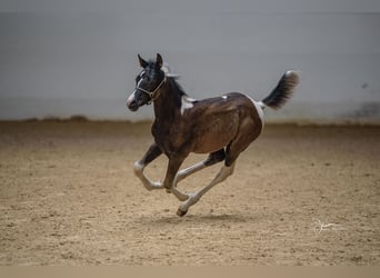 Arabisches Partbred, Stute, 1 Jahr, 155 cm