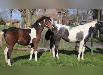 Arabisches Partbred, Stute, 1 Jahr, 160 cm, Schecke