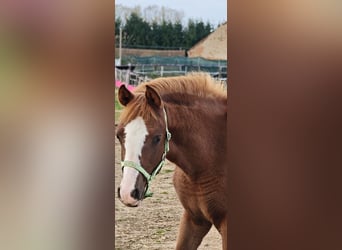 Arabisches Partbred, Stute, 1 Jahr, Fuchs