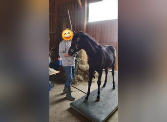 Arabisches Partbred, Stute, 1 Jahr, Rappe