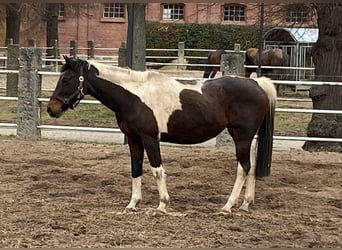 Arabisches Partbred, Stute, 21 Jahre, 152 cm, Schecke