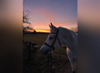 Arabisches Partbred, Stute, 25 Jahre, 150 cm, Schimmel