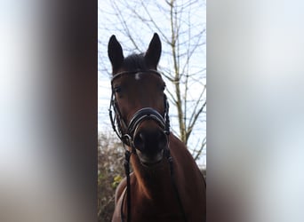 Arabisches Partbred, Stute, 26 Jahre, 151 cm, Brauner
