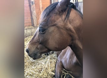 Arabisches Partbred, Stute, 26 Jahre, 151 cm, Brauner