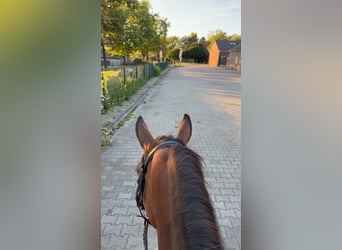 Arabisches Partbred, Stute, 26 Jahre, 151 cm, Brauner