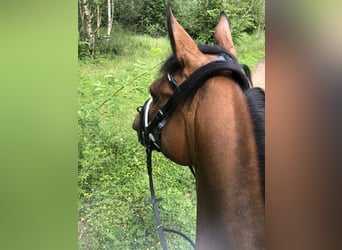 Arabisches Partbred, Stute, 26 Jahre, 151 cm, Brauner