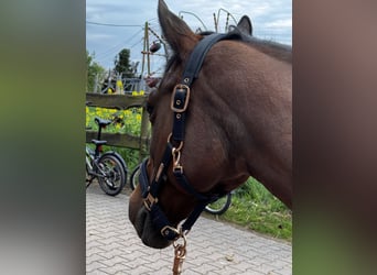 Arabisches Partbred, Stute, 26 Jahre, 151 cm, Brauner