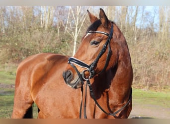 Arabisches Partbred, Stute, 26 Jahre, 151 cm, Brauner