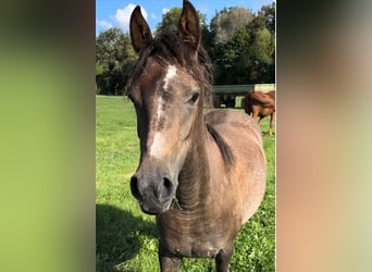 Arabisches Partbred, Stute, 2 Jahre, 150 cm, Schimmel