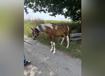 Arabisches Partbred, Stute, 2 Jahre, 152 cm, Tobiano-alle-Farben