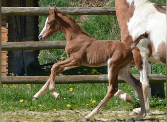 Arabisches Partbred, Stute, 2 Jahre, 154 cm, Fuchs