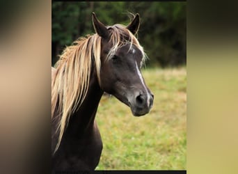 Arabisches Partbred, Stute, 2 Jahre, 154 cm, Fuchs