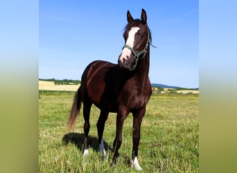 Arabisches Partbred, Stute, 2 Jahre, 155 cm, Rappe