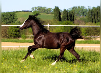 Arabisches Partbred, Stute, 2 Jahre, 155 cm, Rappe