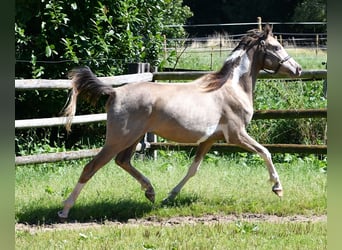 Arabisches Partbred, Stute, 2 Jahre, 156 cm, Tobiano-alle-Farben