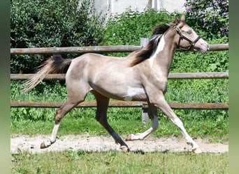 Arabisches Partbred, Stute, 2 Jahre, 156 cm, Tobiano-alle-Farben