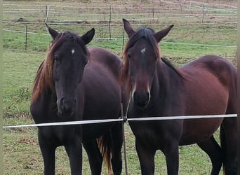 Arabisches Partbred, Stute, 2 Jahre, 158 cm