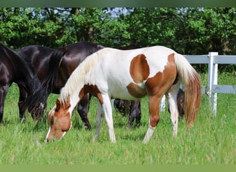 Arabisches Partbred, Stute, 2 Jahre, 163 cm, Schecke