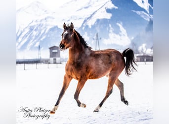 Arabisches Partbred, Stute, 2 Jahre