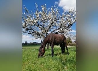Arabisches Partbred, Stute, 3 Jahre, 148 cm, Rappe