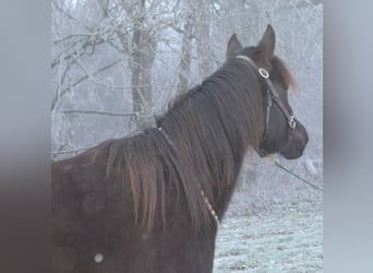 Arabisches Partbred, Stute, 3 Jahre, 148 cm, Rappe