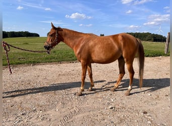 Arabisches Partbred, Stute, 3 Jahre, 149 cm, Fuchs