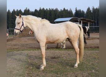 Arabisches Partbred, Stute, 3 Jahre, 150 cm, Palomino
