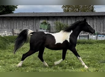 Arabisches Partbred, Stute, 3 Jahre, 150 cm, Schecke