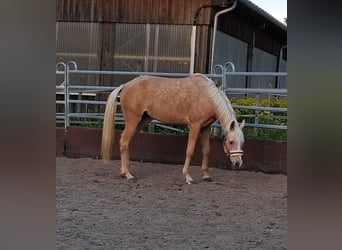 Arabisches Partbred, Stute, 3 Jahre, 155 cm, Palomino