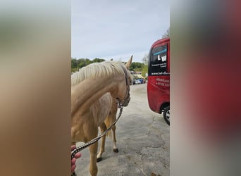 Arabisches Partbred, Stute, 3 Jahre, 155 cm, Palomino