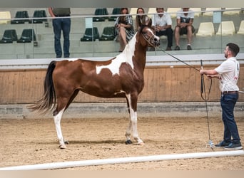 Arabisches Partbred, Stute, 3 Jahre, 155 cm, Tobiano-alle-Farben