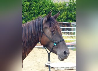 Arabisches Partbred, Stute, 3 Jahre, 158 cm, Falbe