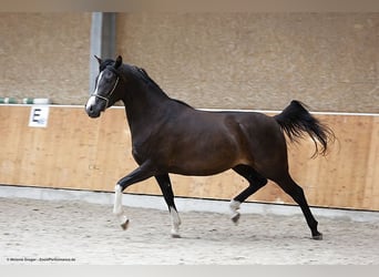 Arabisches Partbred, Stute, 3 Jahre, 160 cm, Schwarzbrauner