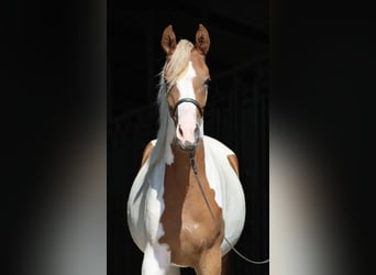 Arabisches Partbred, Stute, 3 Jahre, 163 cm, Schecke