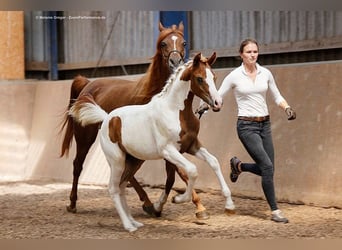 Arabisches Partbred, Stute, 3 Jahre, 163 cm, Schecke