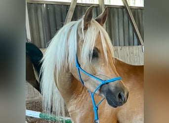 Arabisches Partbred, Stute, 4 Jahre, 140 cm, Palomino