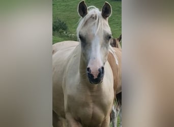 Arabisches Partbred, Stute, 4 Jahre, 146 cm, Palomino