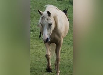 Arabisches Partbred, Stute, 4 Jahre, 146 cm, Palomino